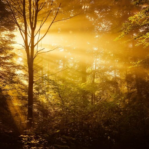 Sunlight beams through dense forest foliage creating a warm, golden atmosphere.